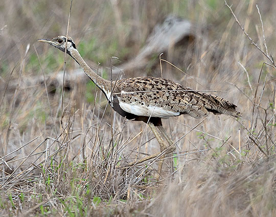 Black-bellied Bustard